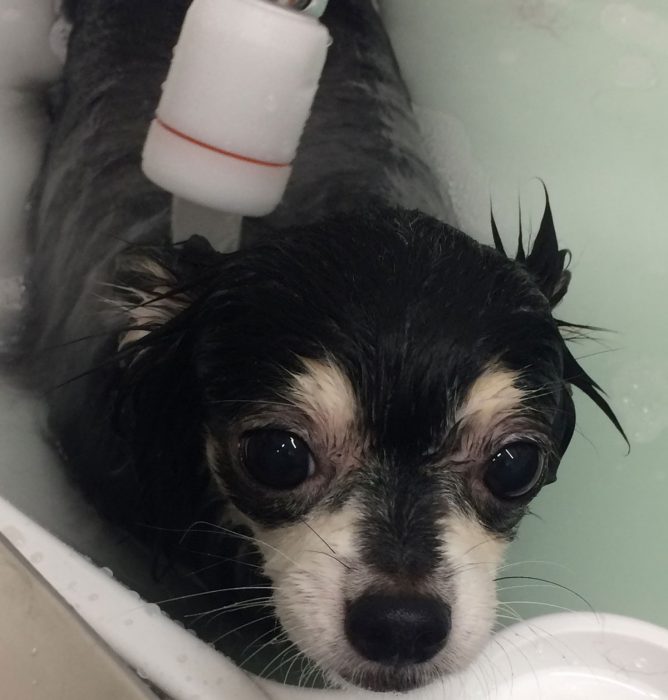 温浴システムの犬